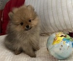 Small #1 Breeder Profile image