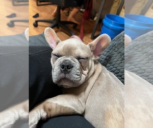 French Bulldog Dog Breeder near ROCKLIN, CA, USA