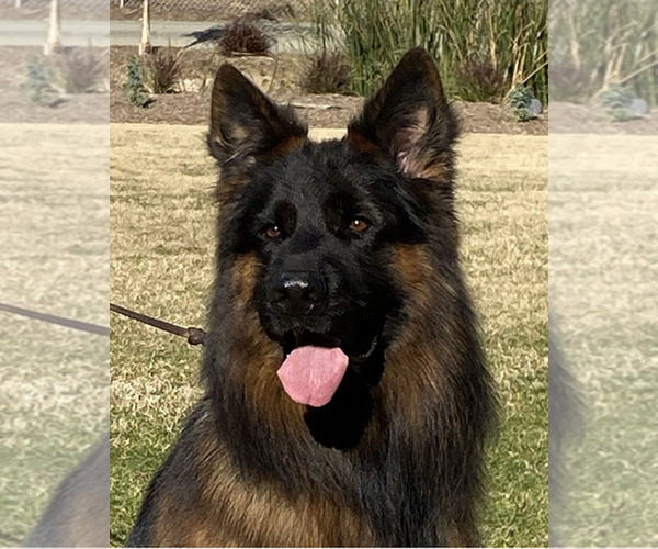 Medium Photo #10  Breeder Profile in WILDOMAR, CA, USA