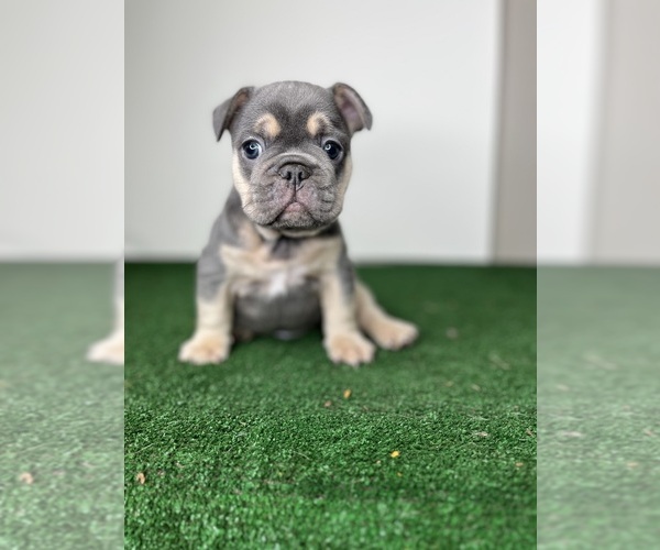 Medium Photo #3  Breeder Profile in TALLAHASSEE, FL, USA