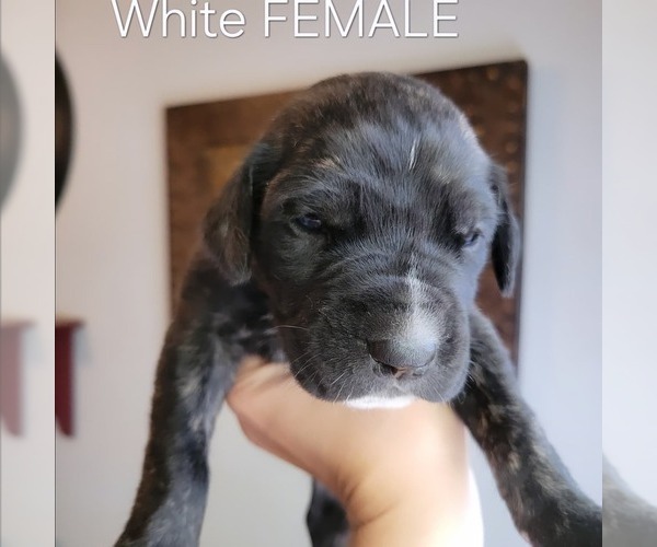 Medium Photo #21  Breeder Profile in MONTEVIEW, ID, USA