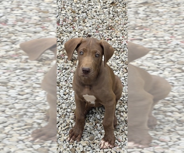 Medium Photo #1  Breeder Profile in HARDINSBURG, IN, USA
