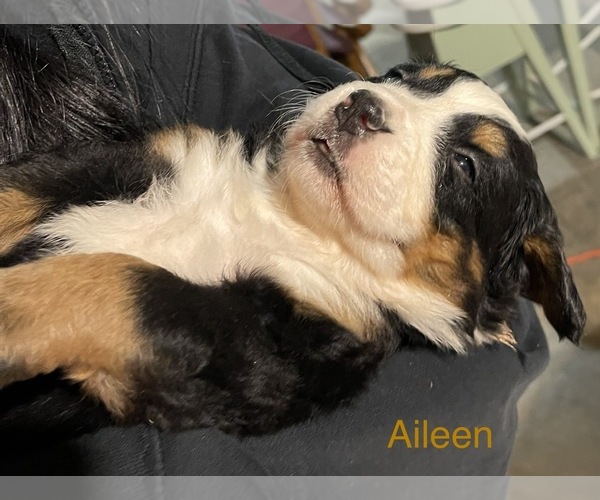 Medium Photo #1  Breeder Profile in SHERIDAN, MI, USA