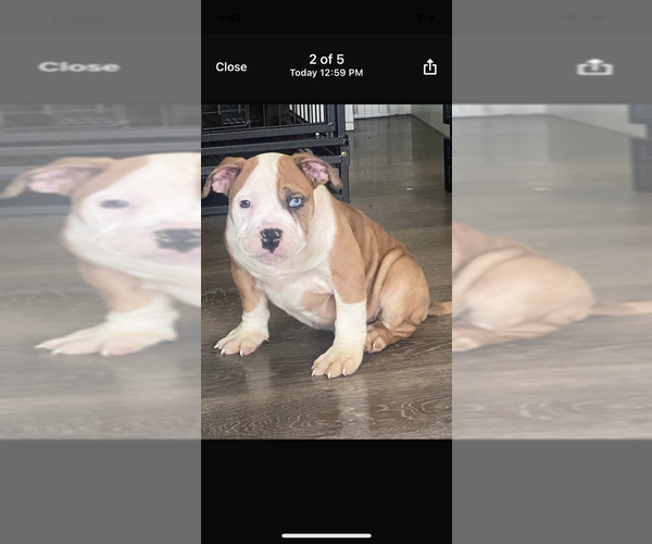 Medium Photo #1  Breeder Profile in LAS VEGAS, NV, USA