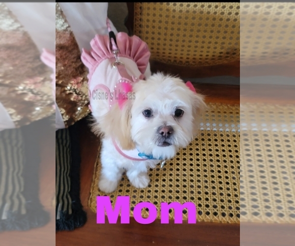 Medium Photo #2  Breeder Profile in PHOENIX, AZ, USA