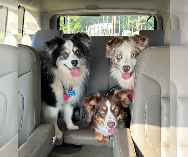 Medium Photo #4  Breeder Profile in GREENVILLE, GA, USA