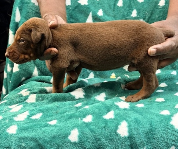 Medium Photo #2  Breeder Profile in PHILADELPHIA, PA, USA