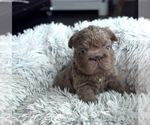 Small Photo #9  Breeder Profile in PALM CITY, FL, USA