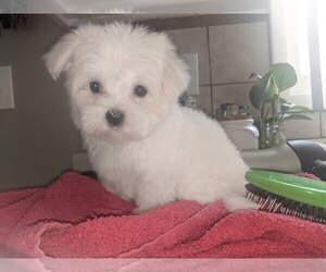 Maltese Dog Breeder near BEATRICE, NE, USA