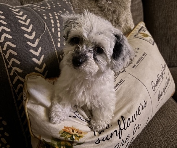 Medium Photo #1  Breeder Profile in CHENOA, IL, USA
