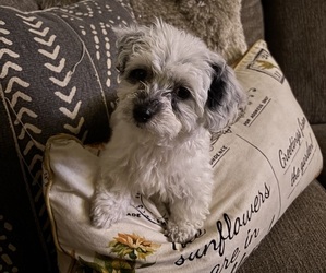 Maltipoo Dog Breeder near CHENOA, IL, USA