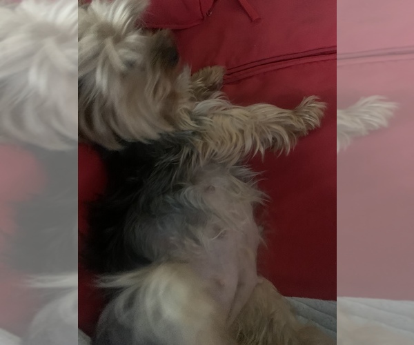 Medium Photo #1  Breeder Profile in NAPLES, FL, USA