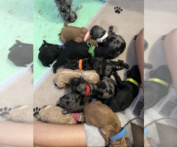Medium Photo #17  Breeder Profile in POWELL, TN, USA