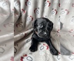Small #6 Breeder Profile image
