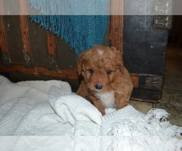 Medium Photo #3  Breeder Profile in GREENWOOD, WI, USA