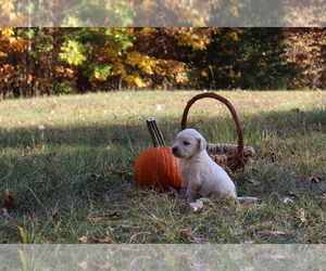 Golden Retriever Dog Breeder near RUTLEDGE, MO, USA