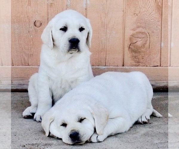 Medium Photo #22  Breeder Profile in PAUMA VALLEY, CA, USA