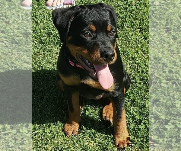 Medium Photo #106  Breeder Profile in OAK GLEN, CA, USA