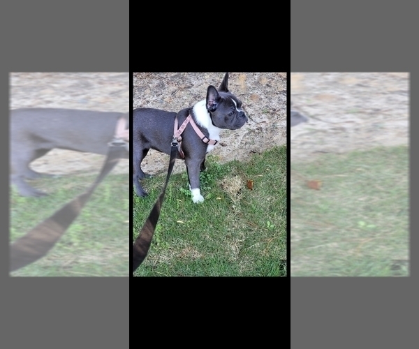 Medium Photo #3  Breeder Profile in COLUMBUS, GA, USA
