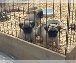 Small breeder photo
