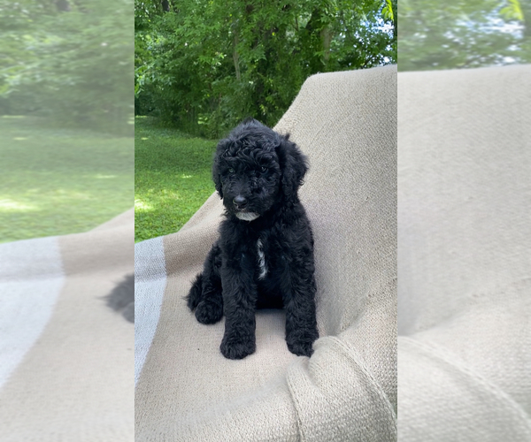 Medium Photo #3  Breeder Profile in COLUMBIA, TN, USA