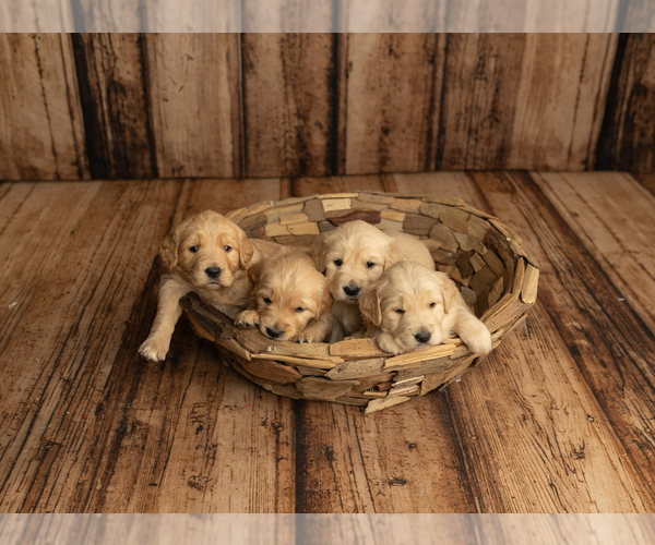 Medium Photo #1  Breeder Profile in HAMILTON, AL, USA