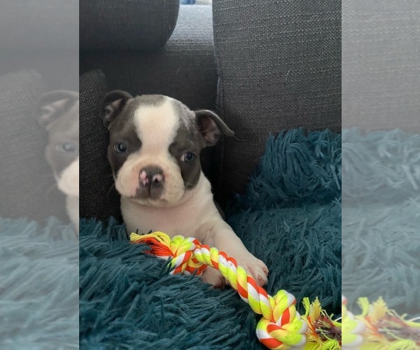 Medium Photo #9  Breeder Profile in VACAVILLE, CA, USA