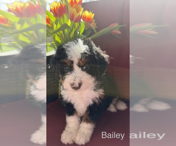 Medium Photo #4  Breeder Profile in KINGSPORT, TN, USA