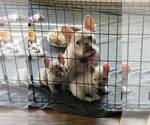Small #2 Breeder Profile image