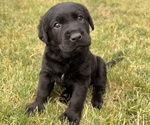 Small breeder photo