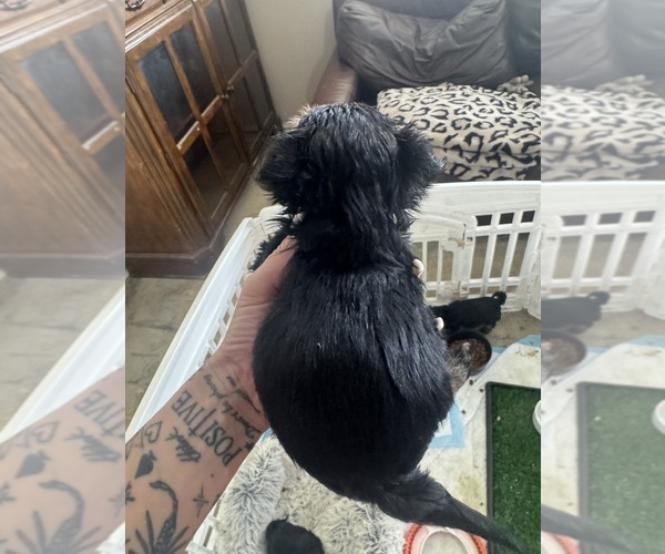 Medium Photo #8  Breeder Profile in RIVERSIDE, CA, USA