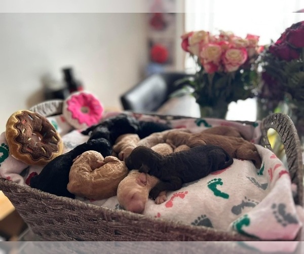 Medium Photo #1  Breeder Profile in RANDALLSTOWN, MD, USA