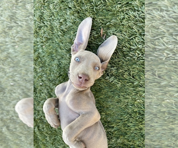 Medium Photo #1  Breeder Profile in EL MIRAGE, AZ, USA