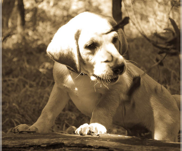 Medium Photo #1  Breeder Profile in AINSWORTH, NE, USA