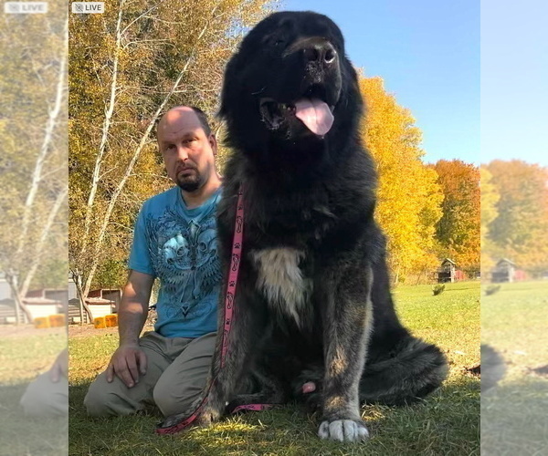 Medium Photo #2  Breeder Profile in TWINING, MI, USA