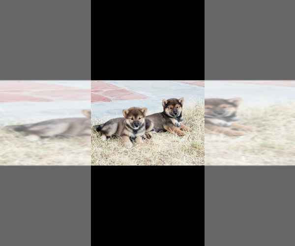 Medium Photo #4  Breeder Profile in RIDGECREST, CA, USA
