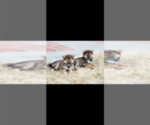 Small #3 Breeder Profile image