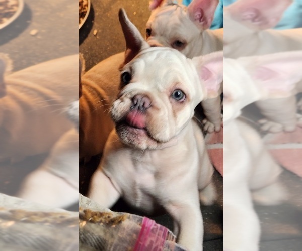 Medium Photo #4  Breeder Profile in BAKER CITY, OR, USA
