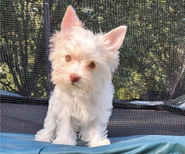 Medium Photo #11  Breeder Profile in ROCKWOOD, TN, USA