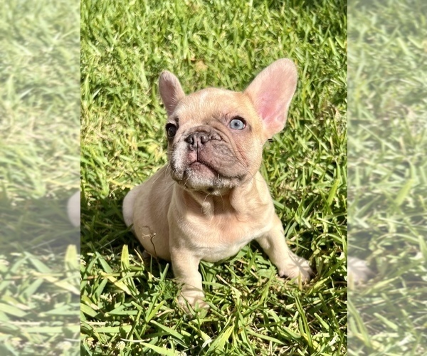 Medium Photo #1  Breeder Profile in MIAMI, FL, USA