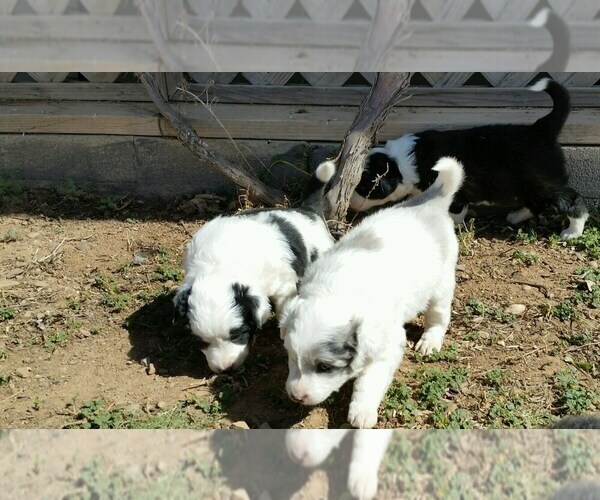 Medium Photo #1  Breeder Profile in CHINO VALLEY, AZ, USA