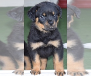 Rottweiler Dog Breeder near FREEPORT, NY, USA