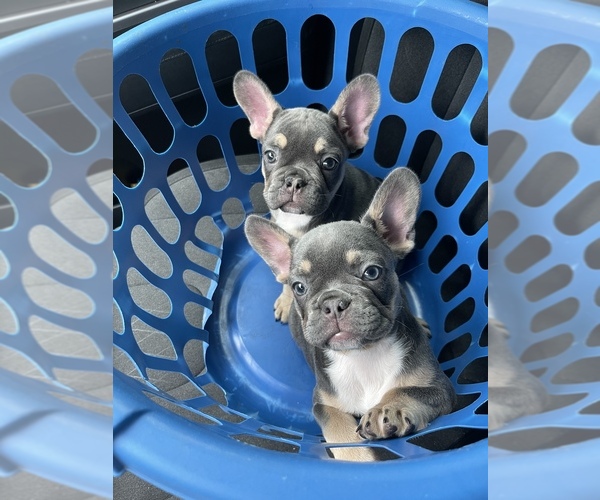 Medium Photo #1  Breeder Profile in SAINT LOUIS, MO, USA