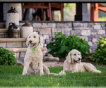 Small Photo #1  Breeder Profile in MILLERSBURG, OH, USA