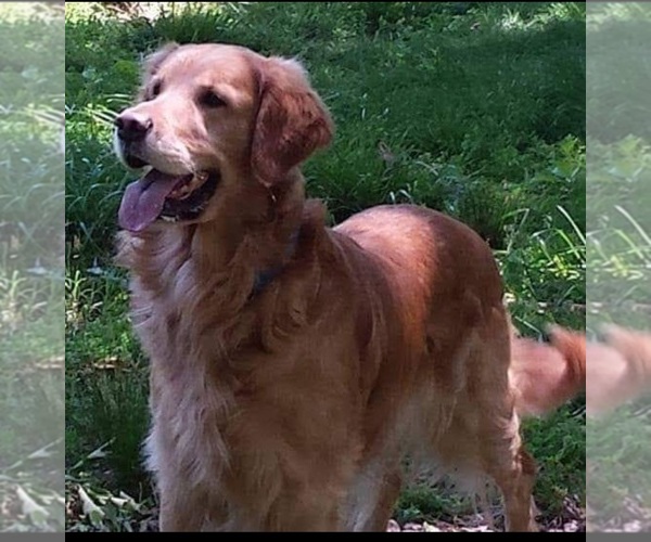 Medium Photo #1  Breeder Profile in MENA, AR, USA