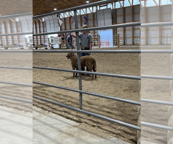 Medium Photo #1  Breeder Profile in WAUKON, IA, USA