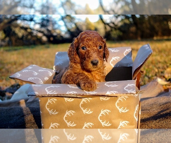 Medium Photo #1  Breeder Profile in STOKESDALE, NC, USA