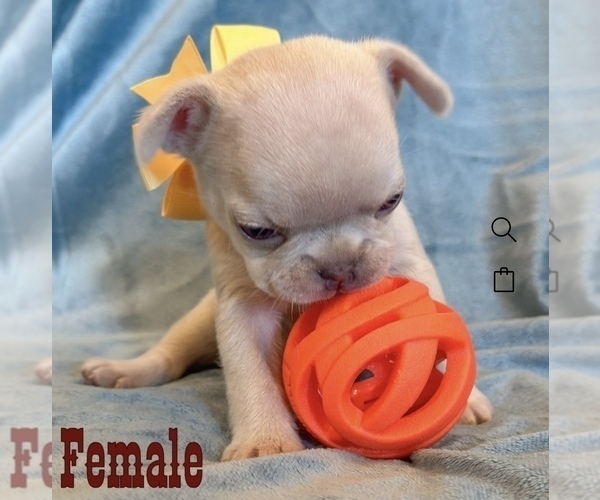 Medium Photo #7  Breeder Profile in MOORPARK, CA, USA