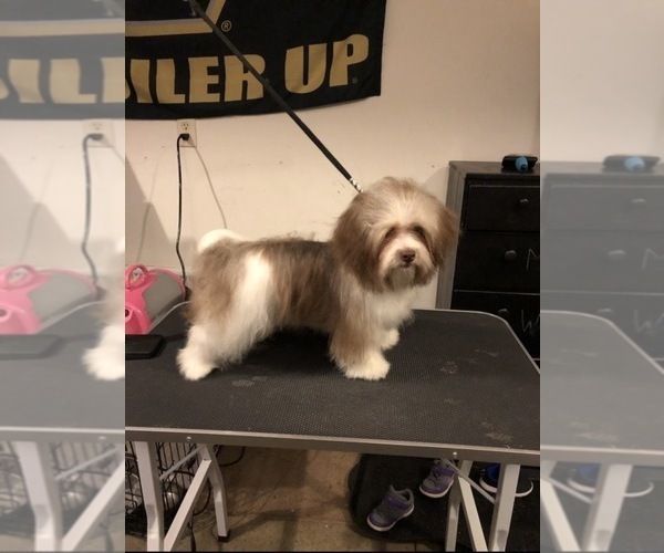 Medium Photo #1  Breeder Profile in ADA, MI, USA