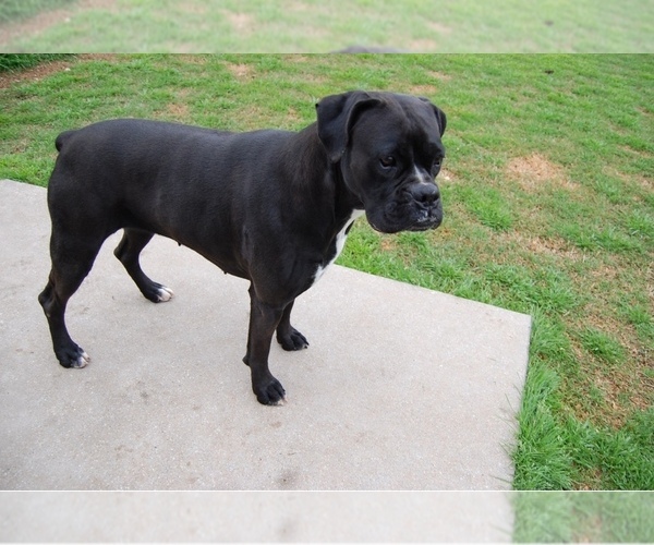 Medium Photo #19  Breeder Profile in WESTVILLE, OK, USA